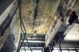 Best Environmental Consulting for Mold Prevention  in Nicholson, MS